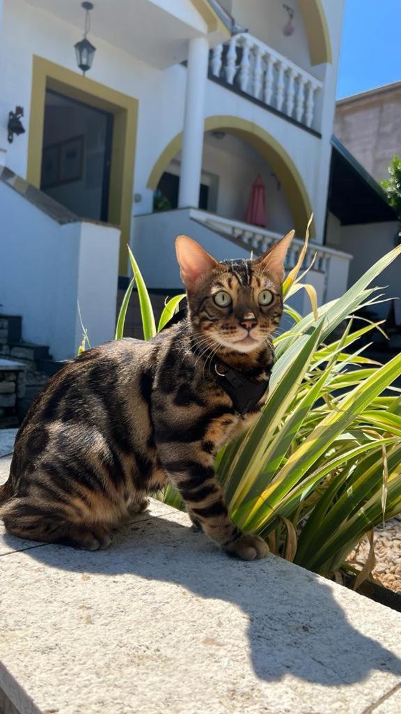 Villa Flora マリンスカ エクステリア 写真